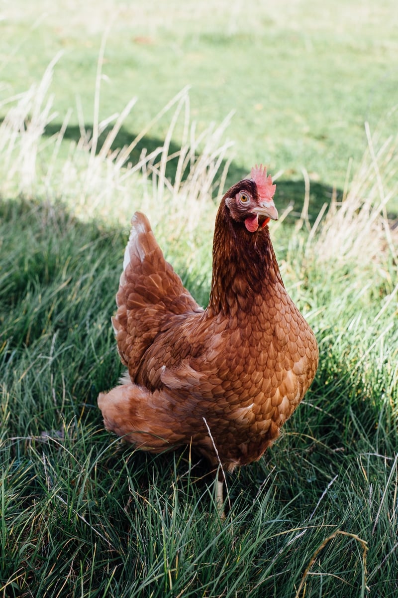 Truffled Egg Soldiers and The Happy Egg Farm Visit