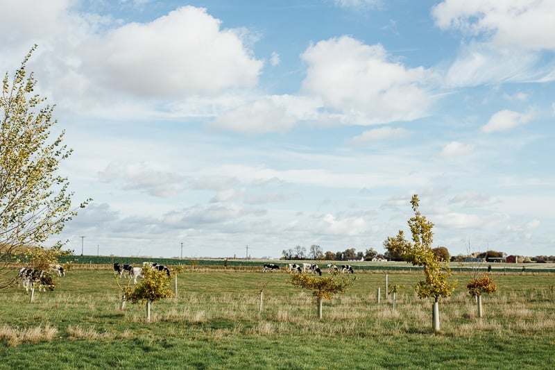 Truffled Egg Soldiers and The Happy Egg Farm Visit