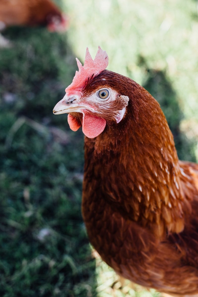 Truffled Egg Soldiers and The Happy Egg Farm Visit