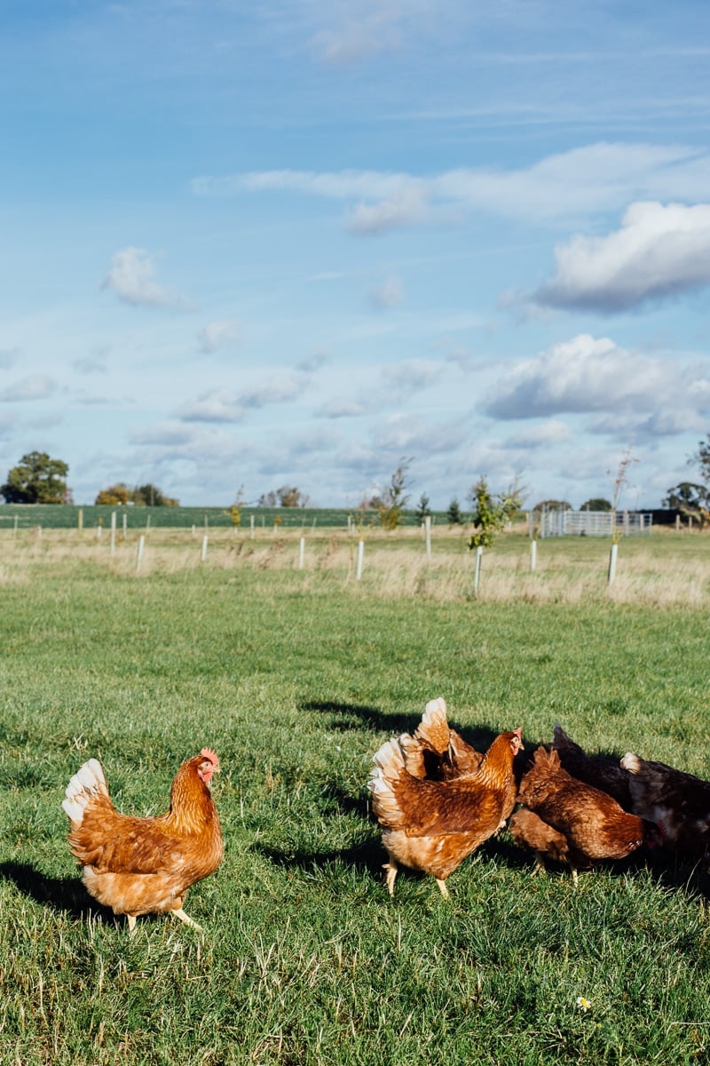 Truffled Egg Soldiers and The Happy Egg Farm Visit