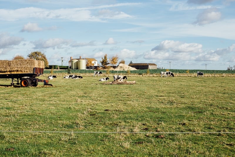 Truffled Egg Soldiers and The Happy Egg Farm Visit