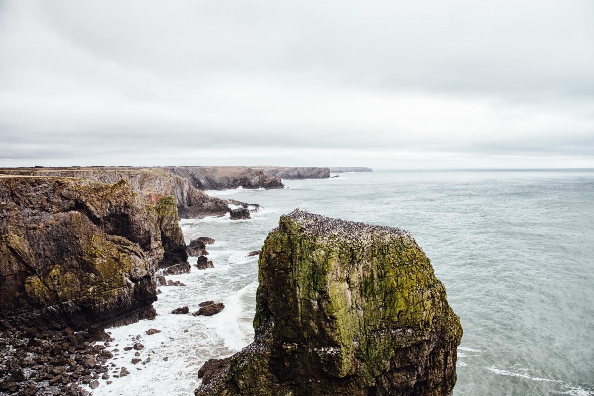 Guillemots on Stack Rocks