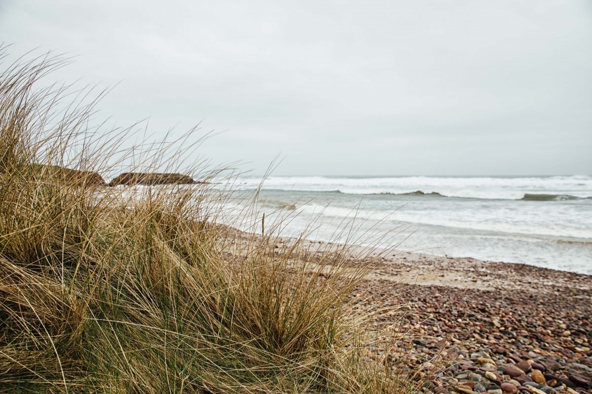 Freshwater West beach with tuft of grass