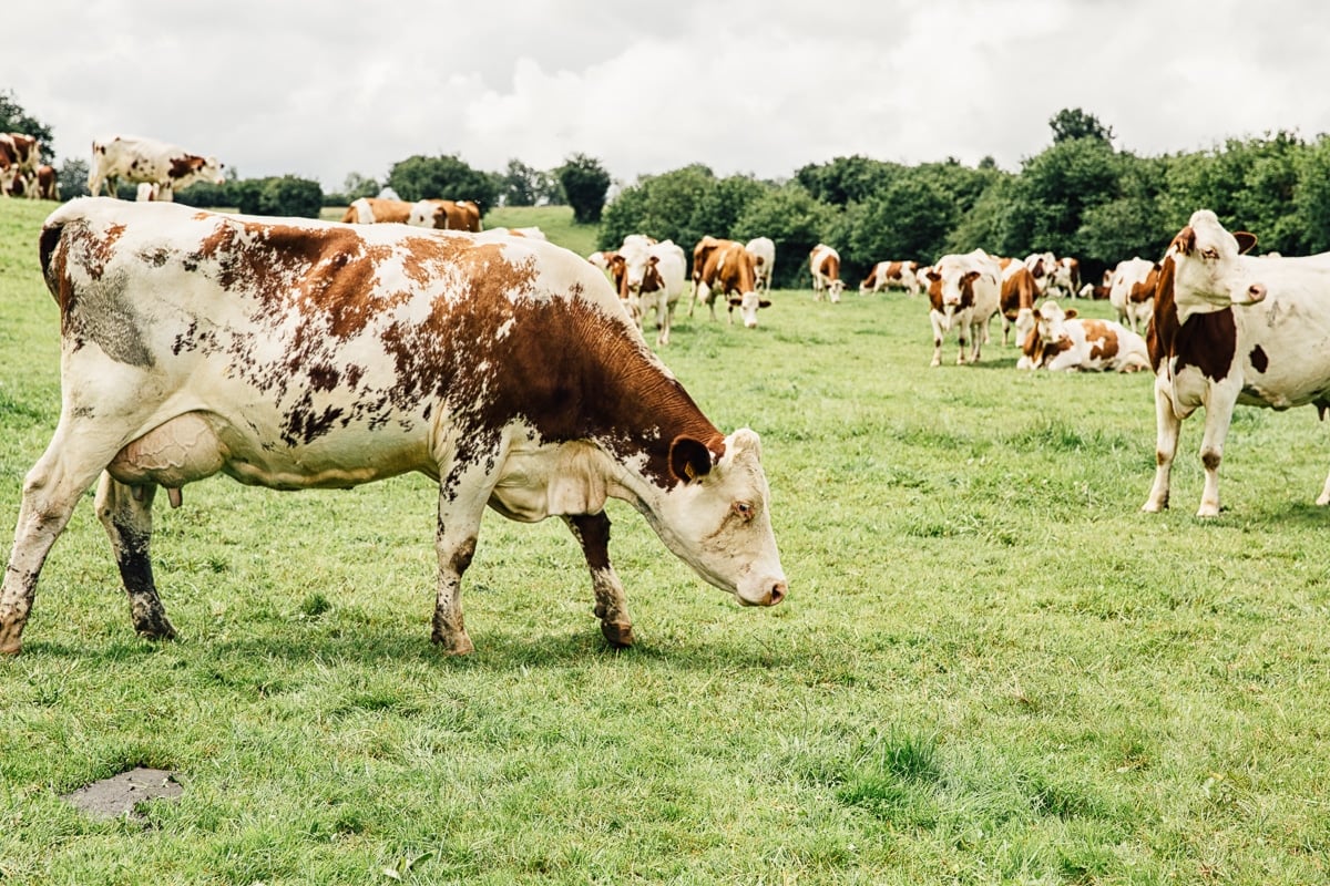 Comte Cheese and My Visit to the Jura Region of France