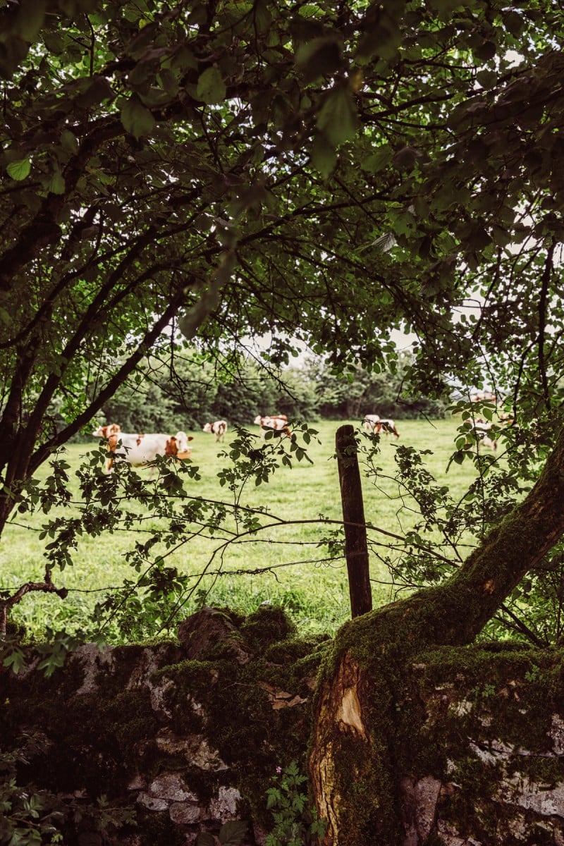 Comte Cheese and My Visit to the Jura Region of France