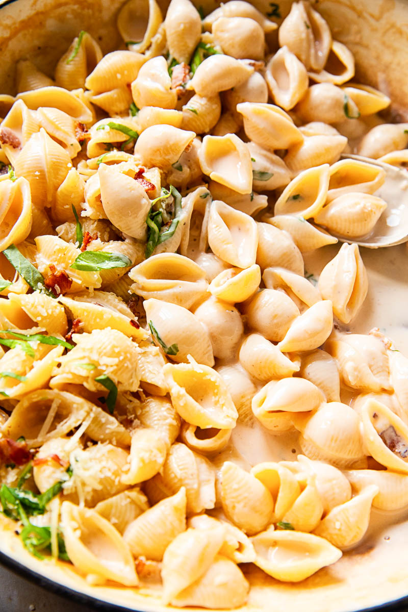 pasta shells in creamy sauce