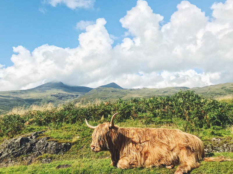 Highland cow in Scotland