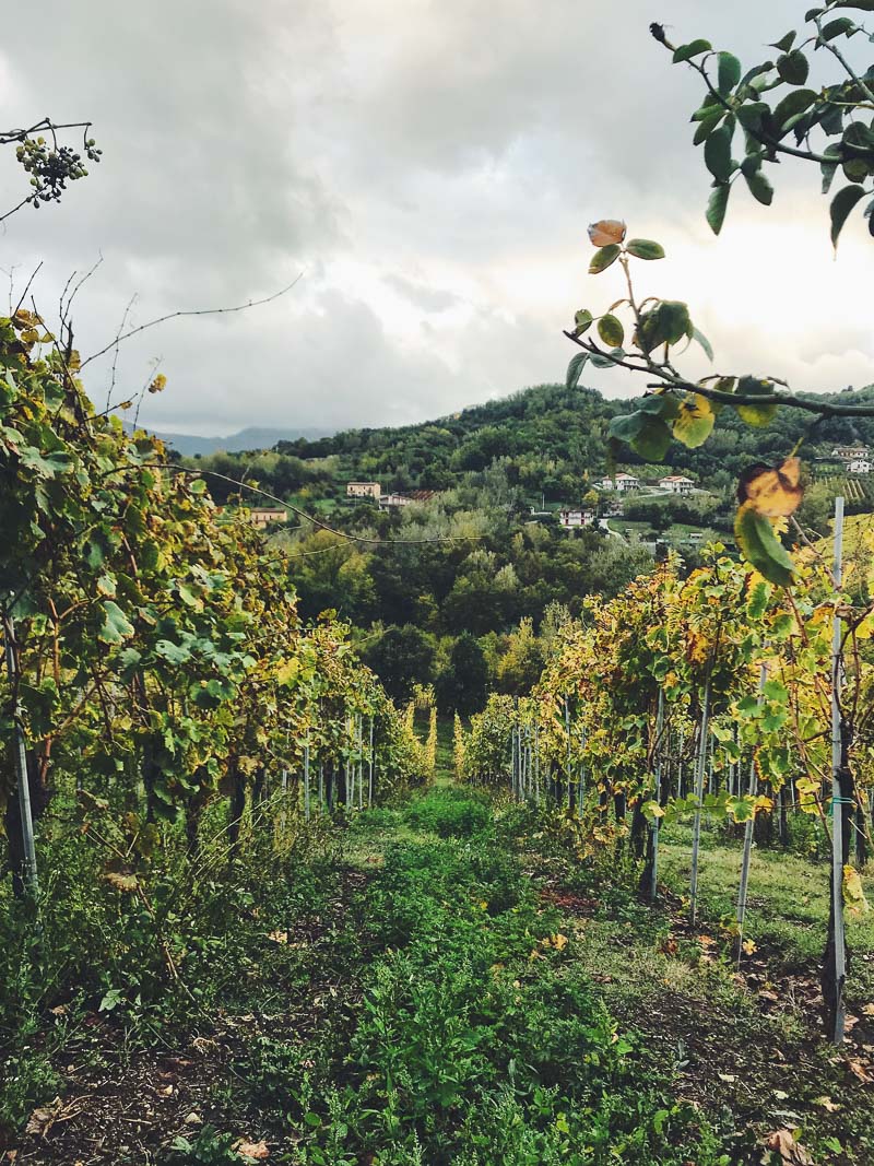 vineyard with a mountain in the background