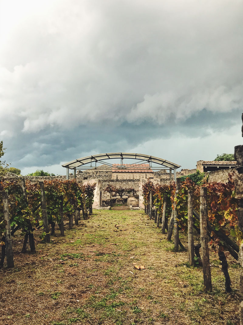 vineyard in Pompeii, Italy